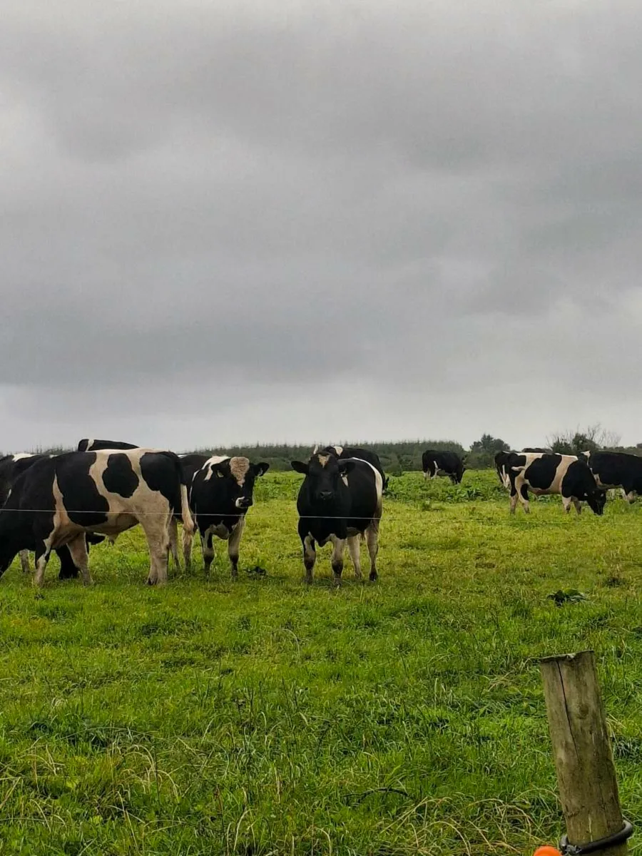 British friesian bulls