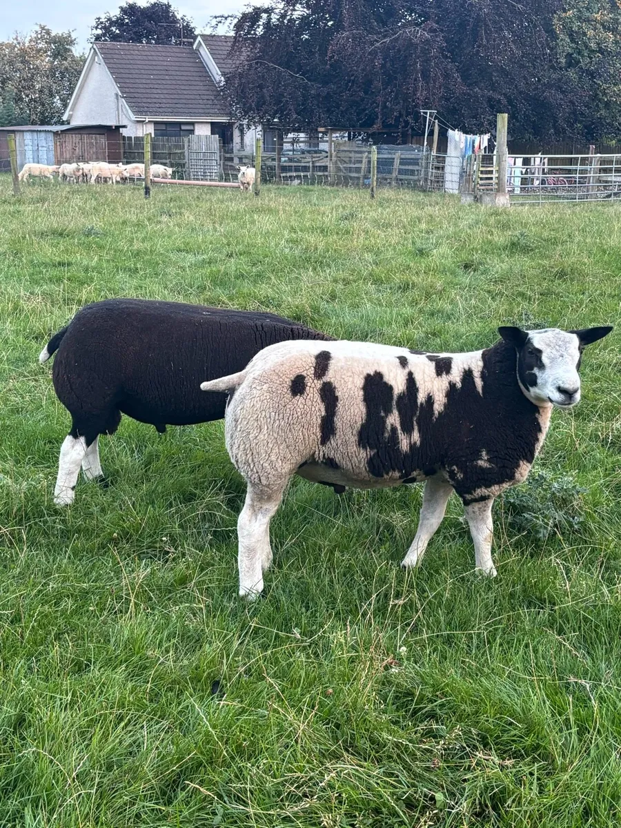 Tip lambs - Image 1