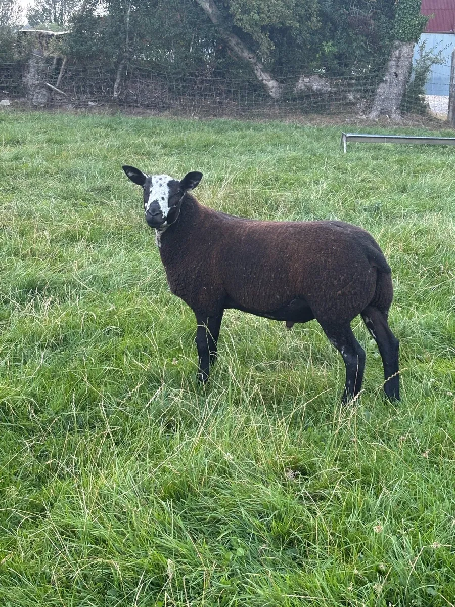 Tip lambs - Image 2