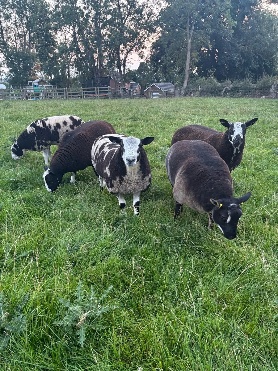 Tip lambs - Image 3