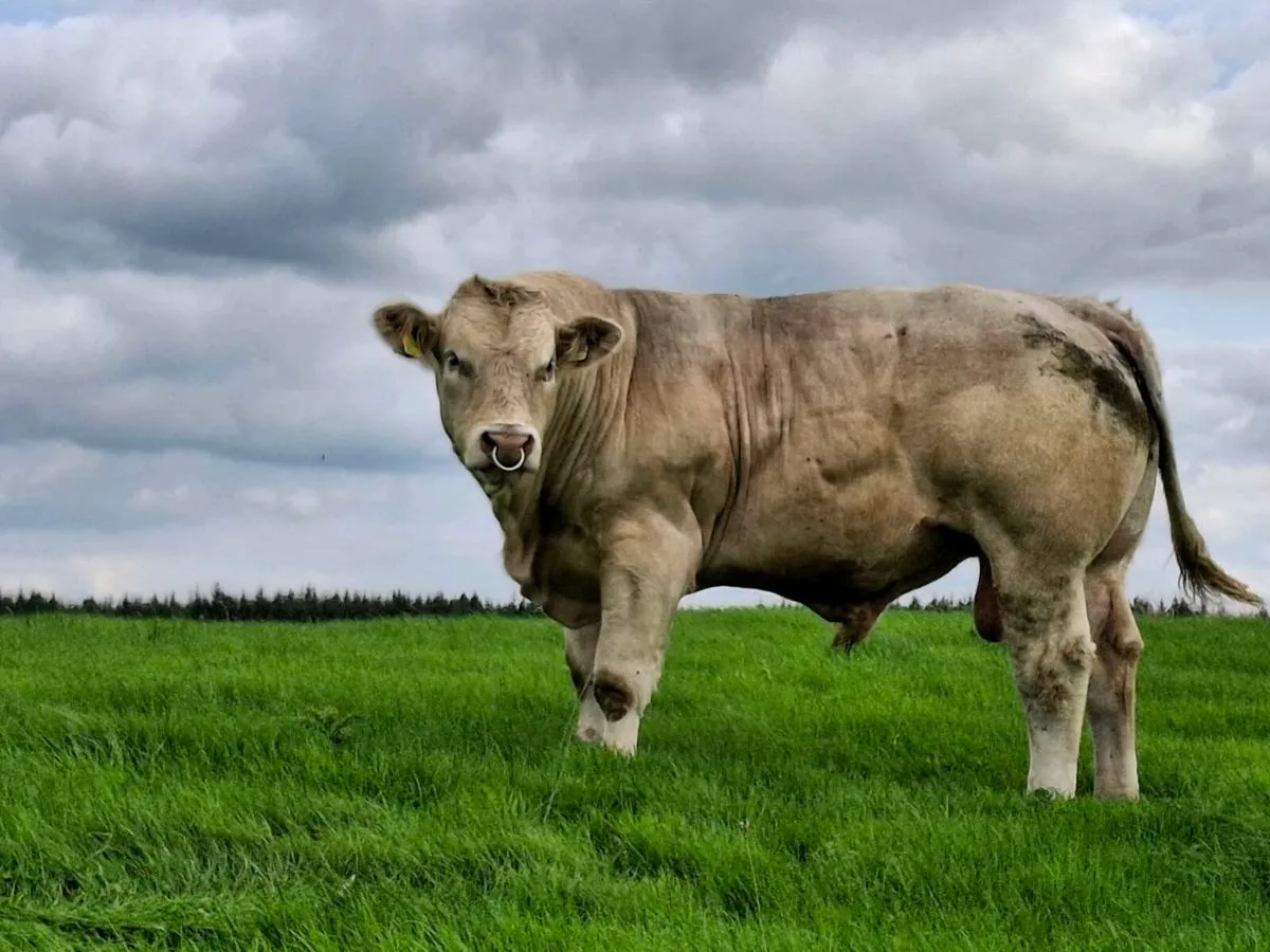 Bull - Image 2