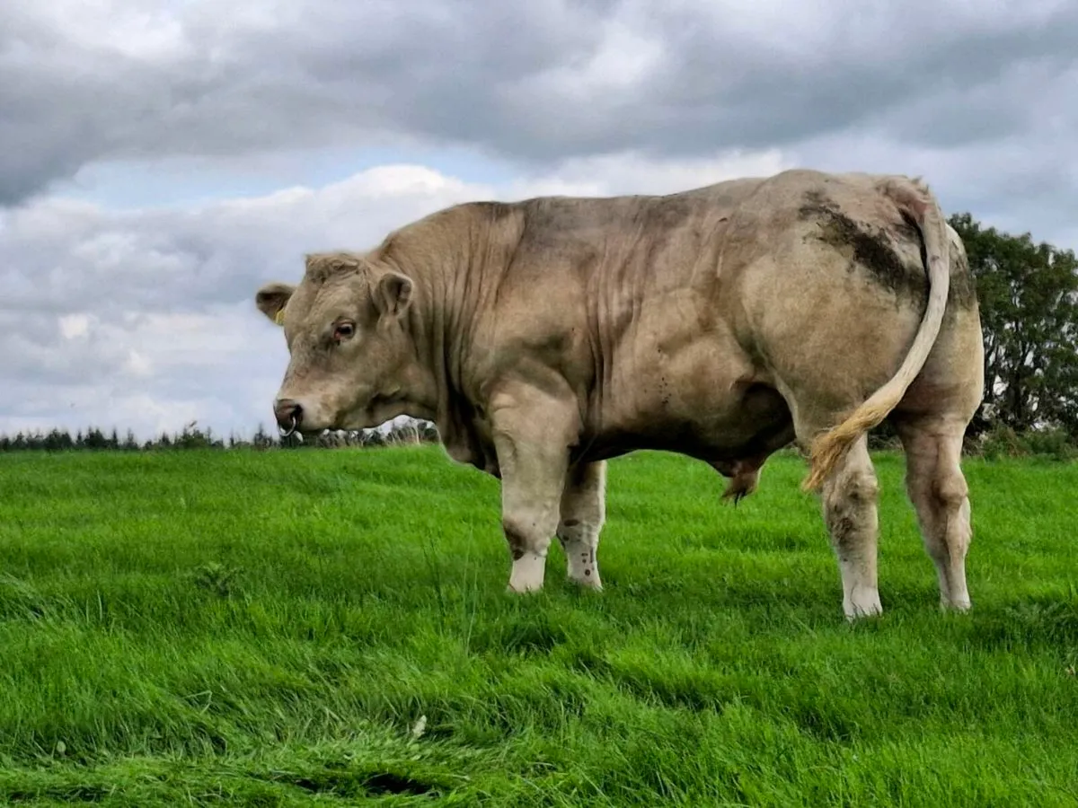 Bull - Image 3