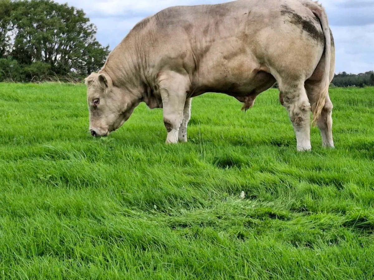 Bull - Image 1
