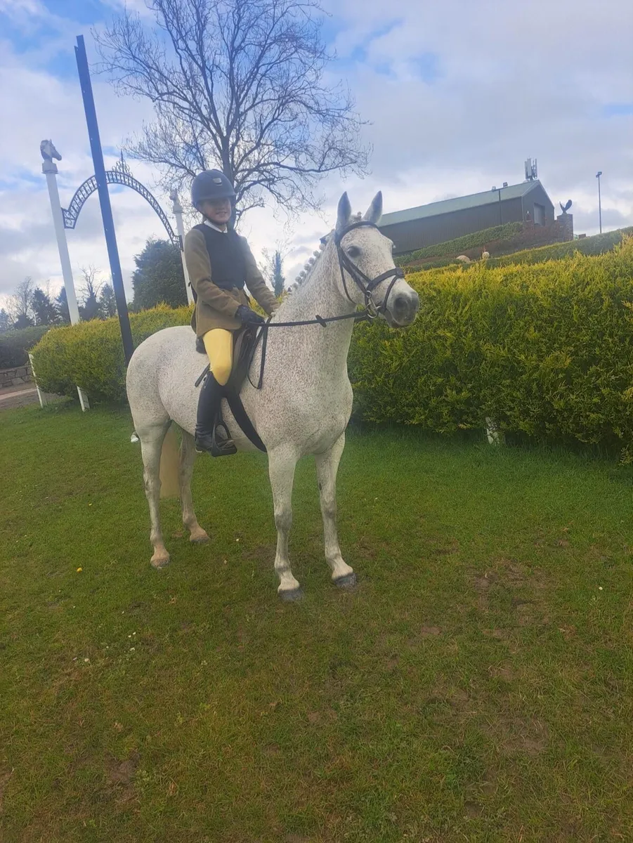 Pony - Image 1