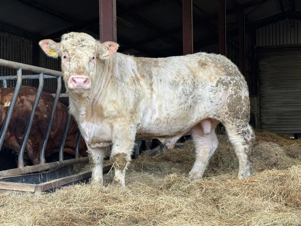 Selection of Quality PBR Charolais Bulls - Image 1