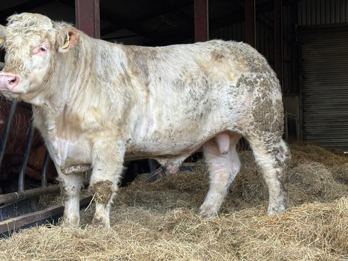 Selection of Quality PBR Charolais Bulls - Image 2