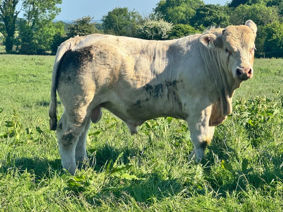 Selection of Quality PBR Charolais Bulls - Image 3