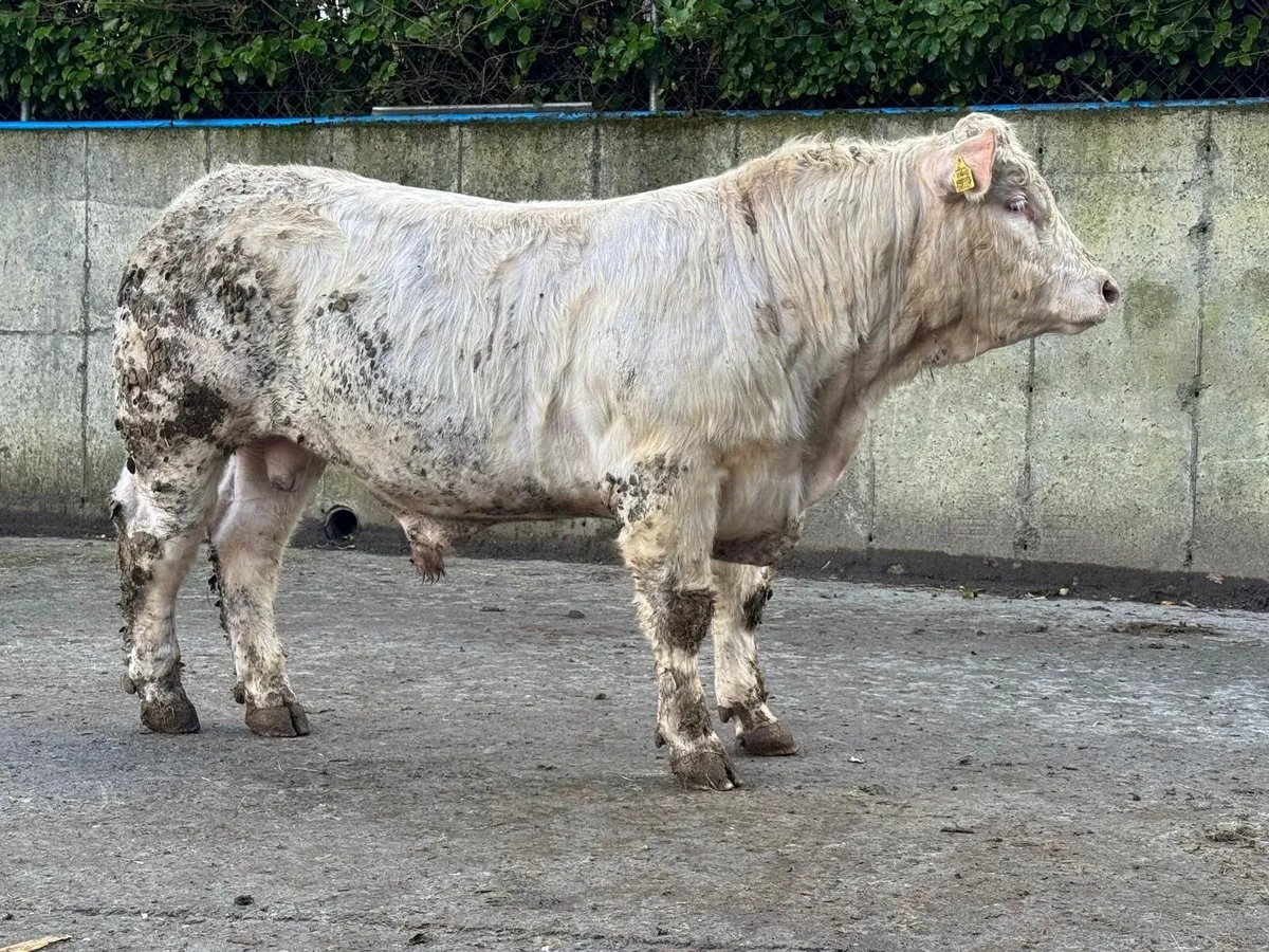 Selection of Quality PBR Charolais Bulls - Image 4