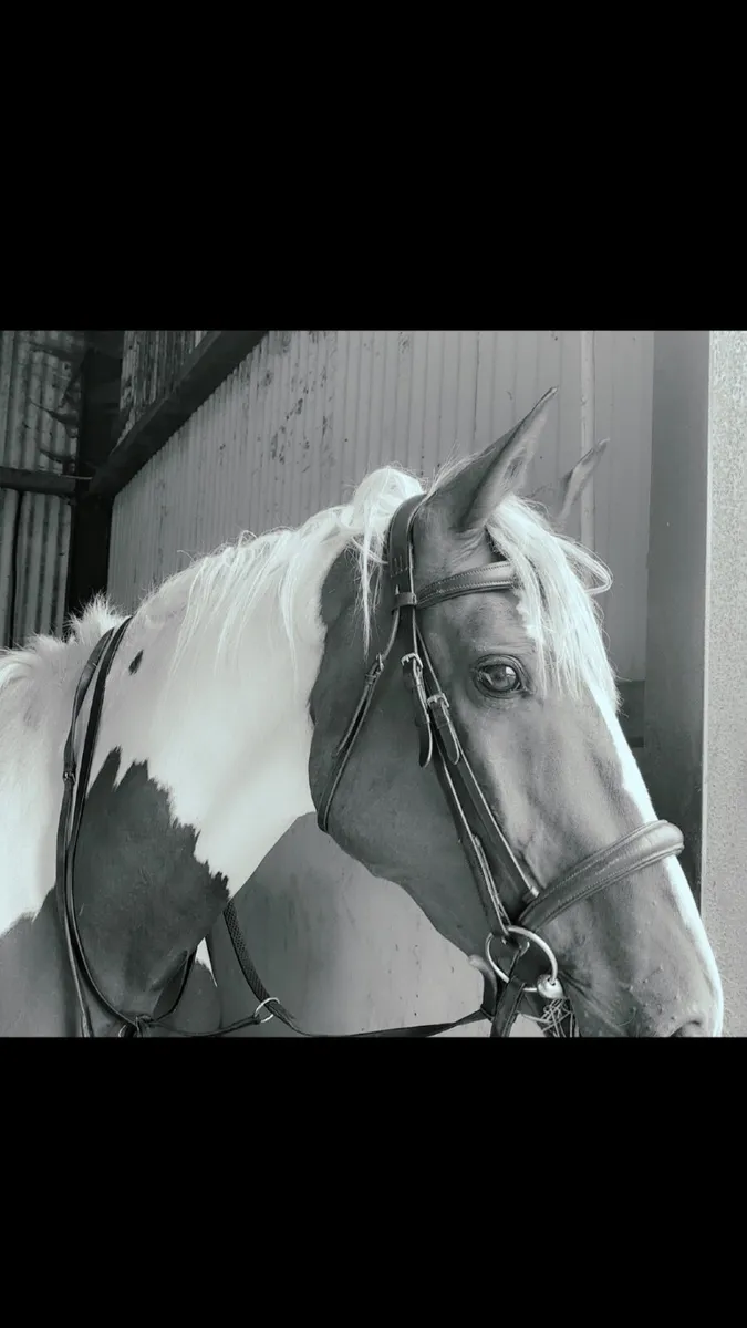 Jacko - Image 1