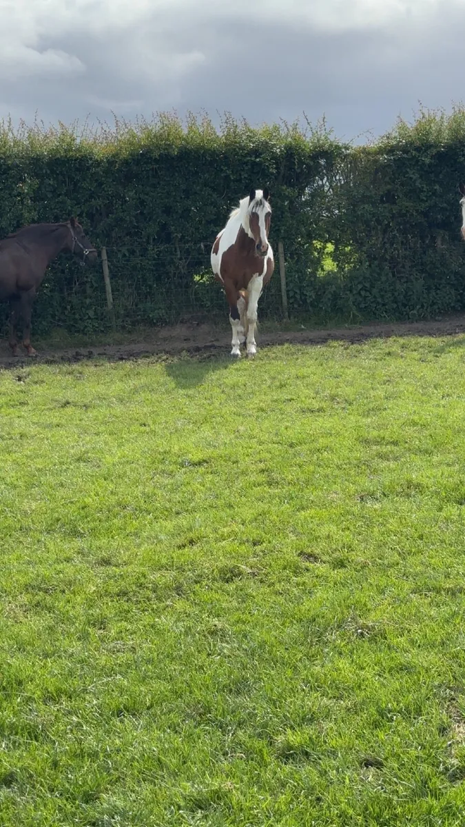 Jacko - Image 3