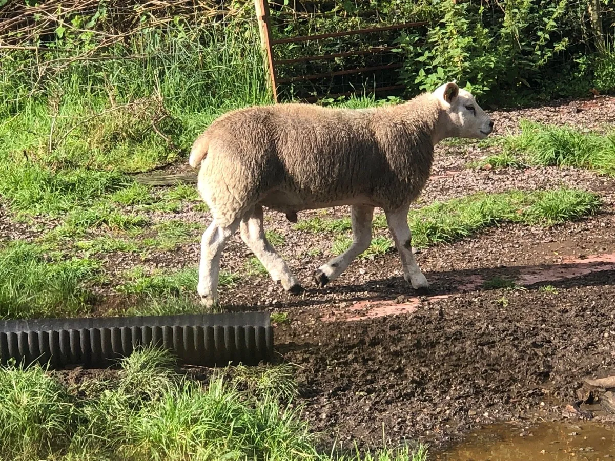 Texel ram lambs sis approved ⭐️ - Image 2