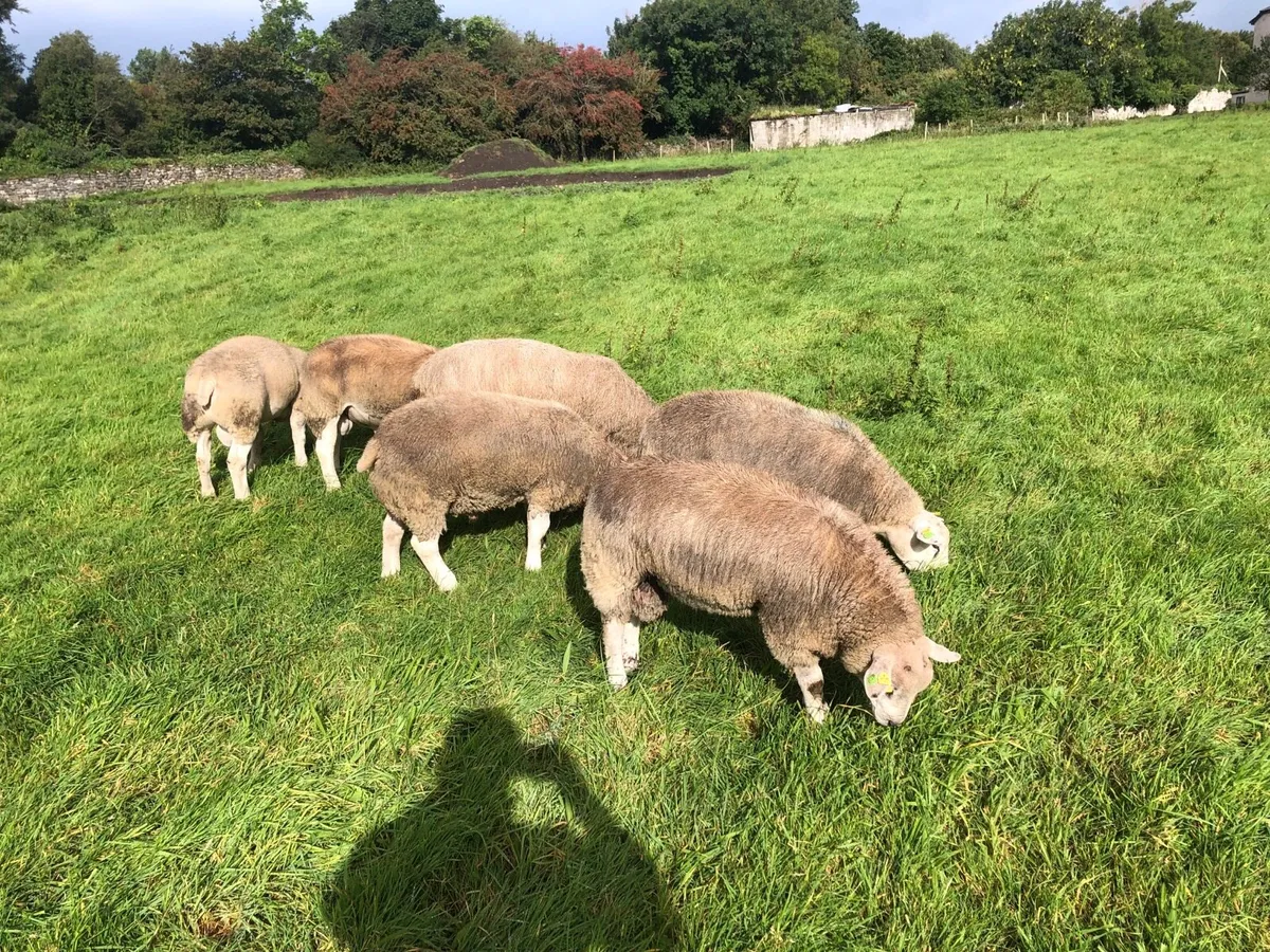 Texel ram lambs sis approved ⭐️ - Image 3