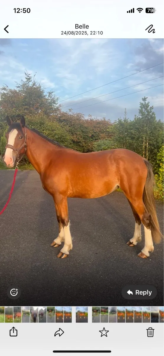Beautiful Robin 3 year old Filly Cob X - Image 1