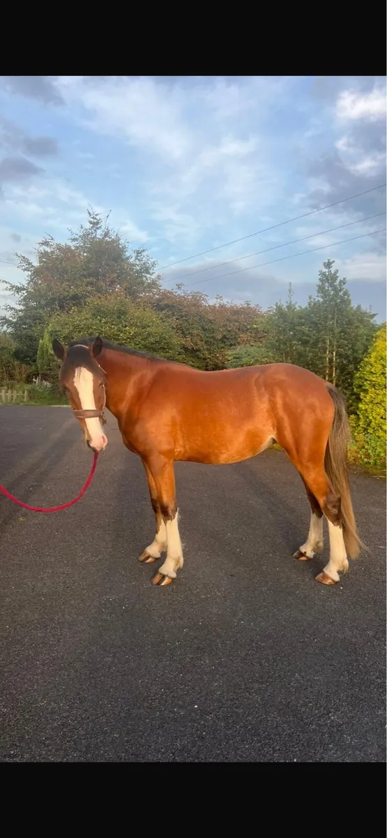 Beautiful Robin 3 year old Filly Cob X - Image 2