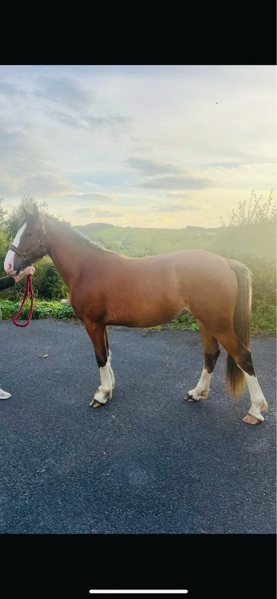 Beautiful Robin 3 year old Filly Cob X - Image 3