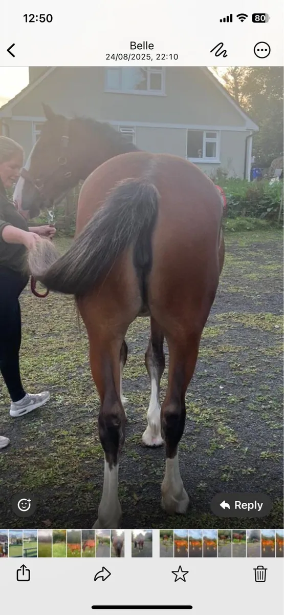 Beautiful Robin 3 year old Filly Cob X - Image 4