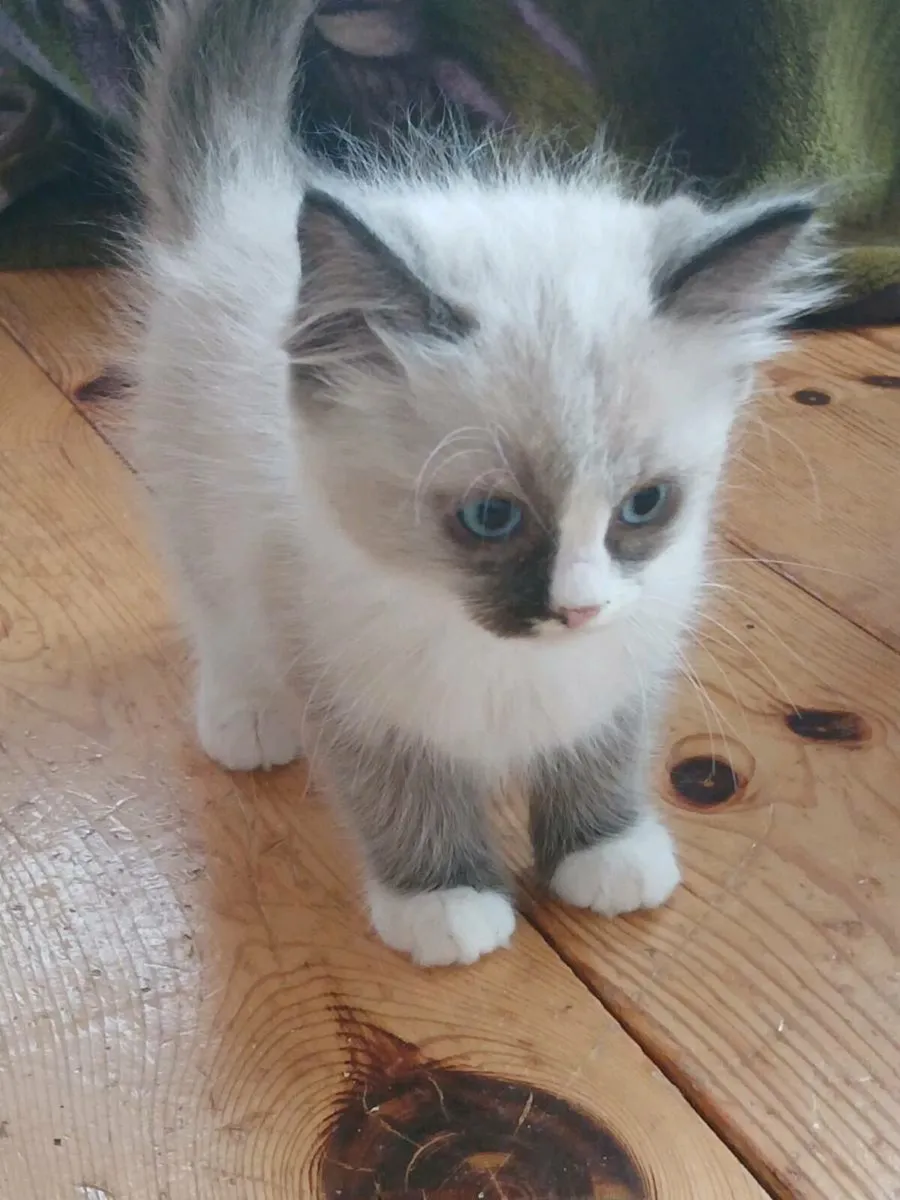 Ragdoll kittens - Image 1