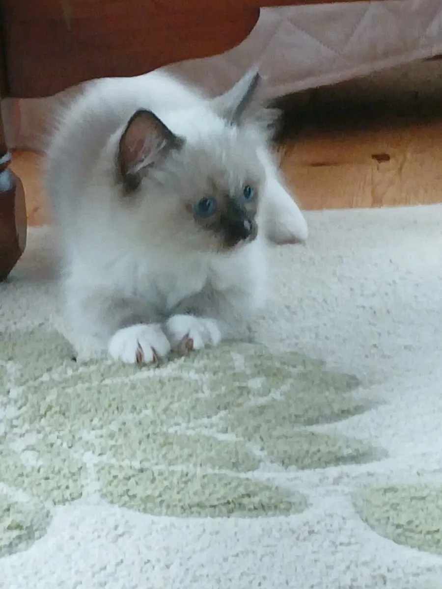 Ragdoll kittens - Image 3