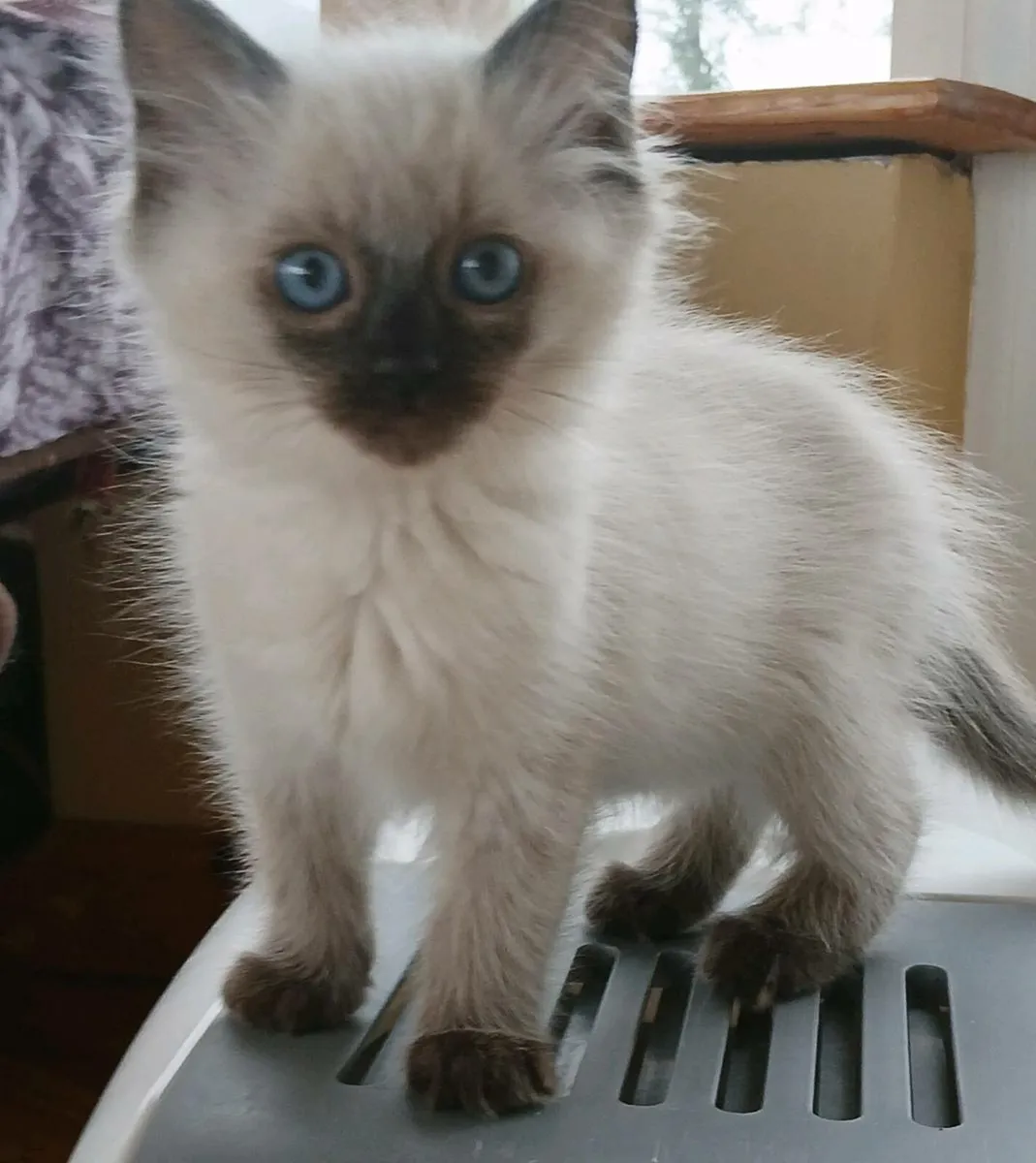Ragdoll kittens - Image 4