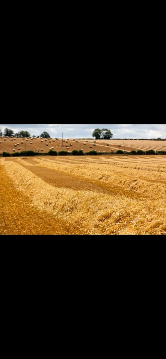 Spring straw, shed stored - Image 1