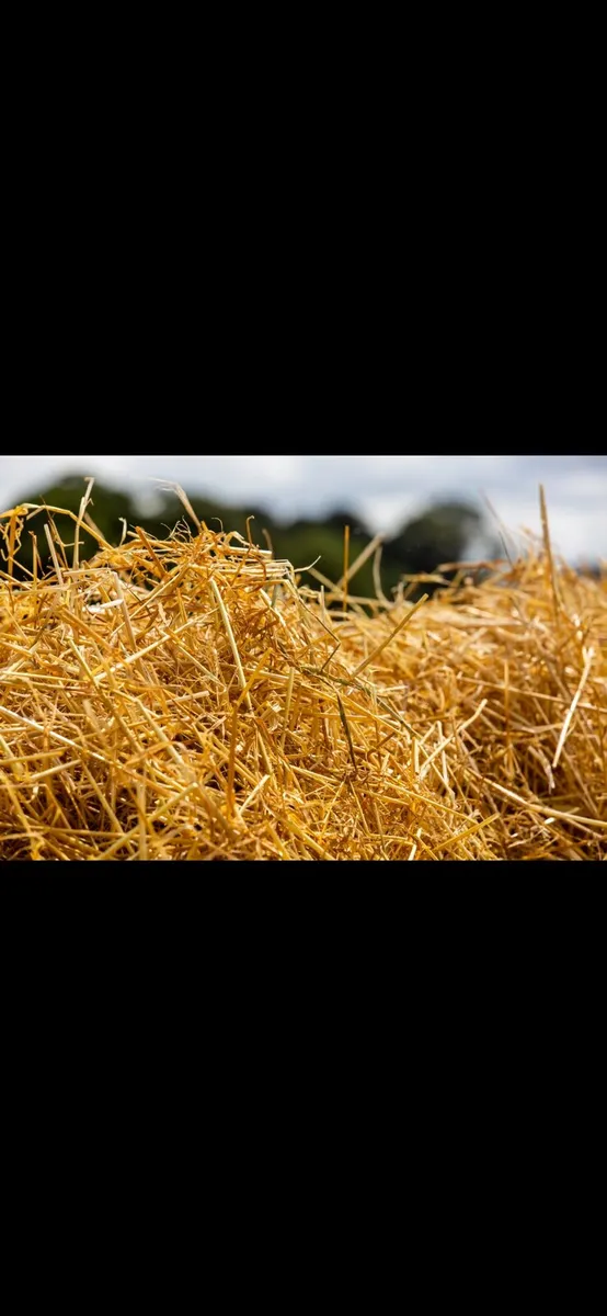 Spring straw, shed stored - Image 2