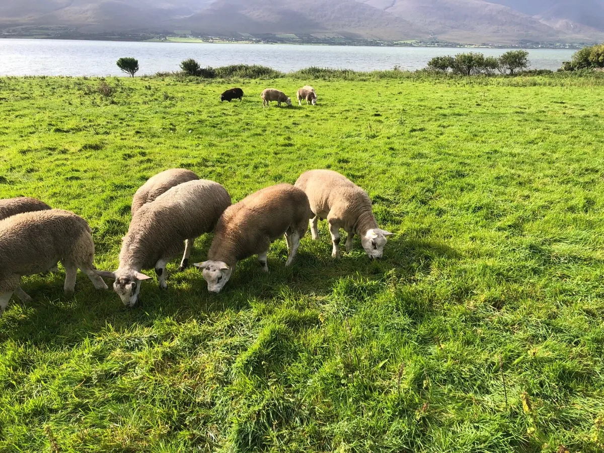 Texel ram lambs sis approved ⭐️ - Image 4
