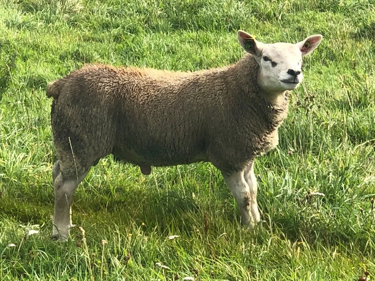 Texel ram lambs sis approved ⭐️ - Image 1