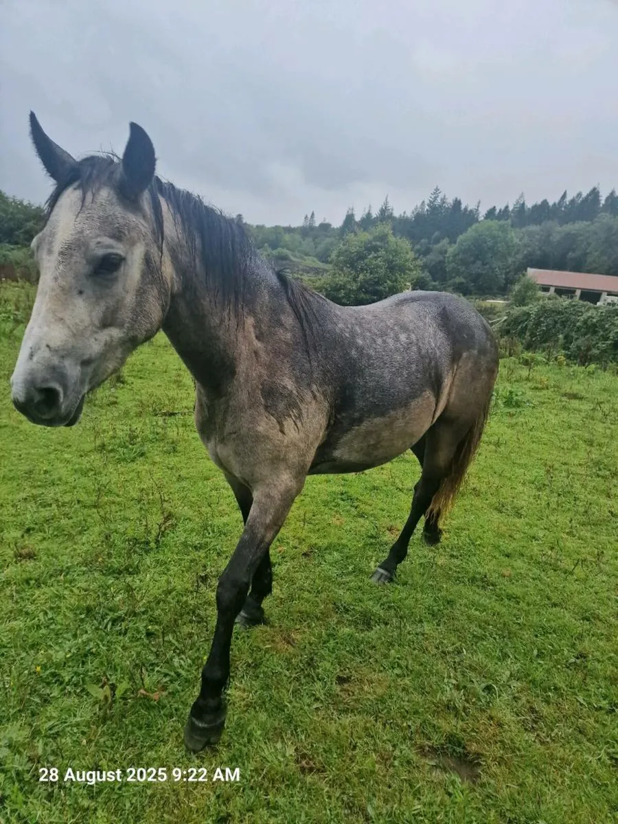 Connemara ponies - Image 4