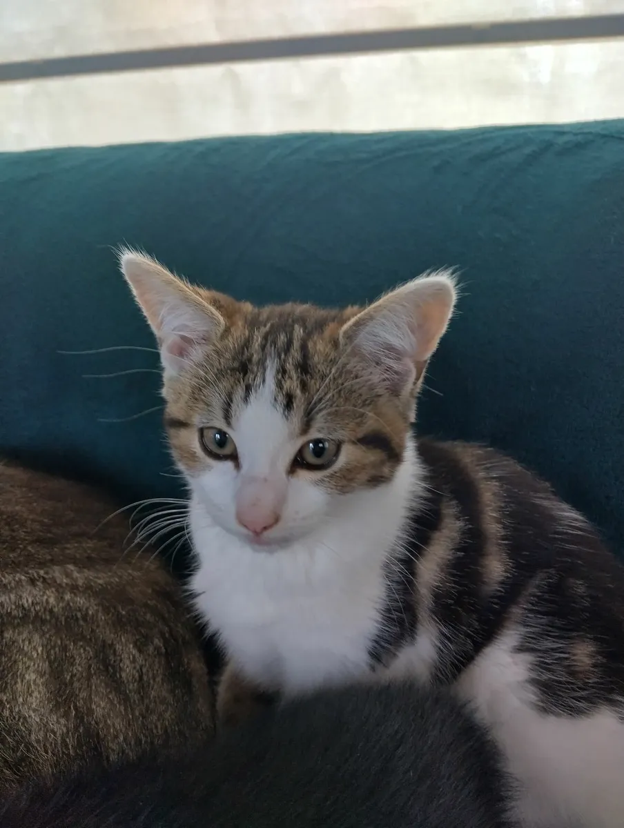 Kitten - Image 3