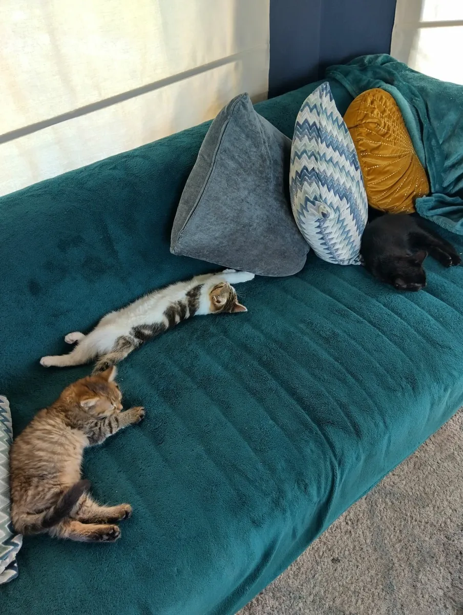 Kitten - Image 4