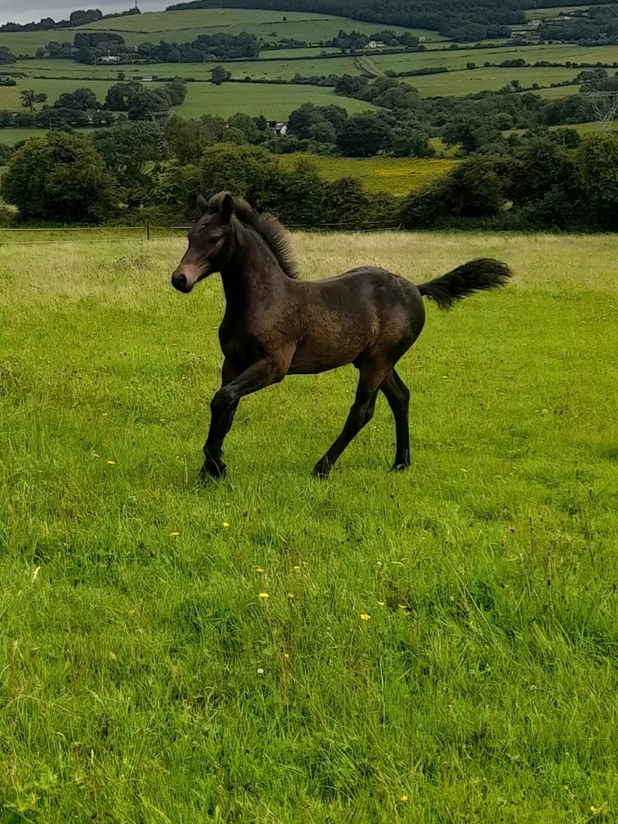 Connemara Colt Foal - Image 1
