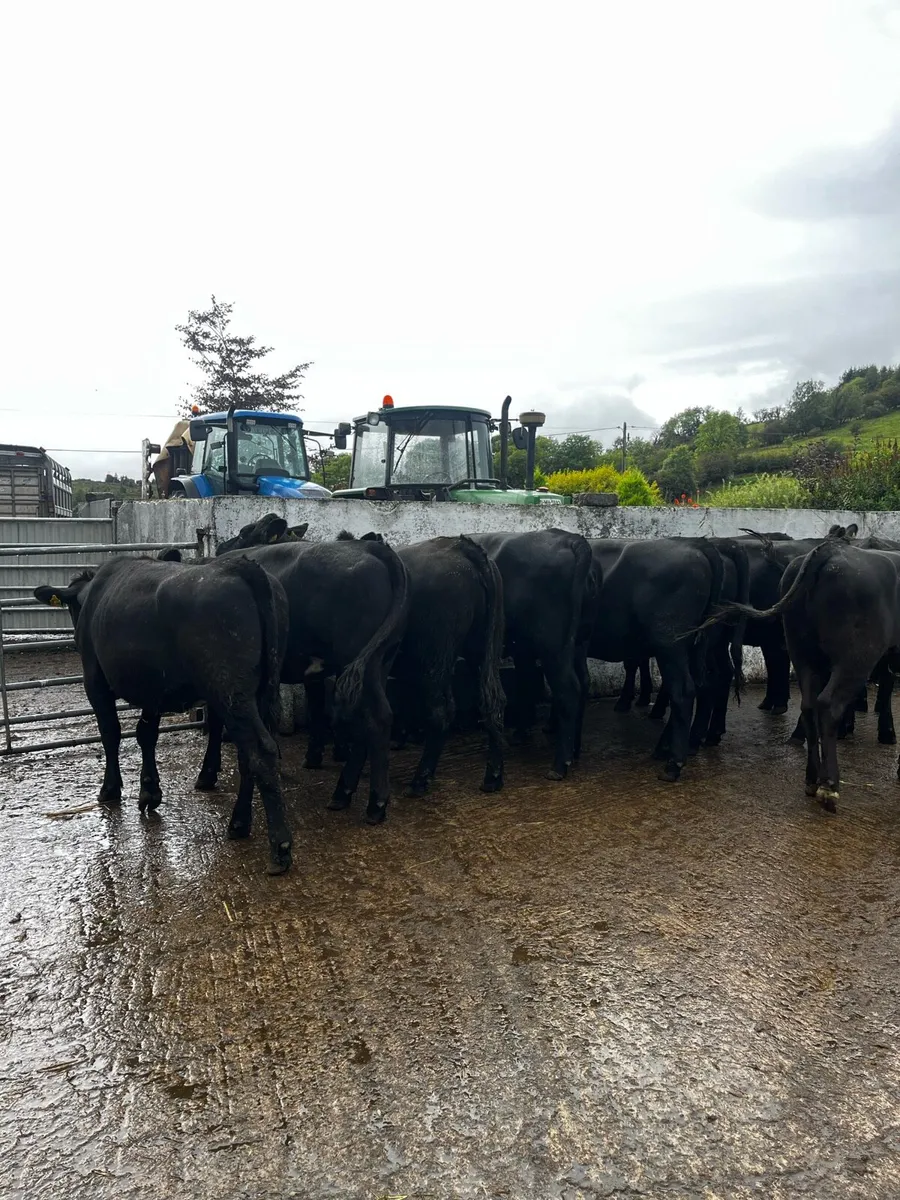Angus heifers - Image 1