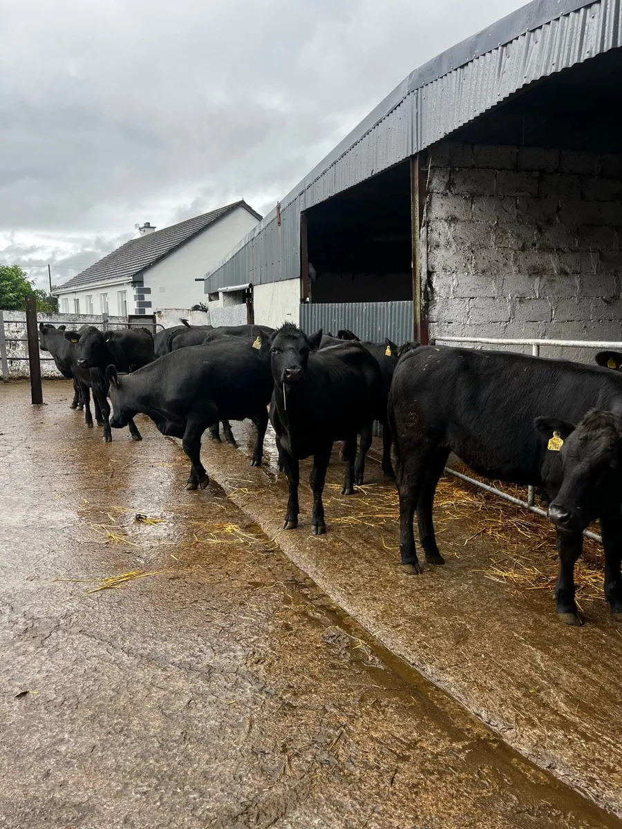 Angus heifers - Image 2