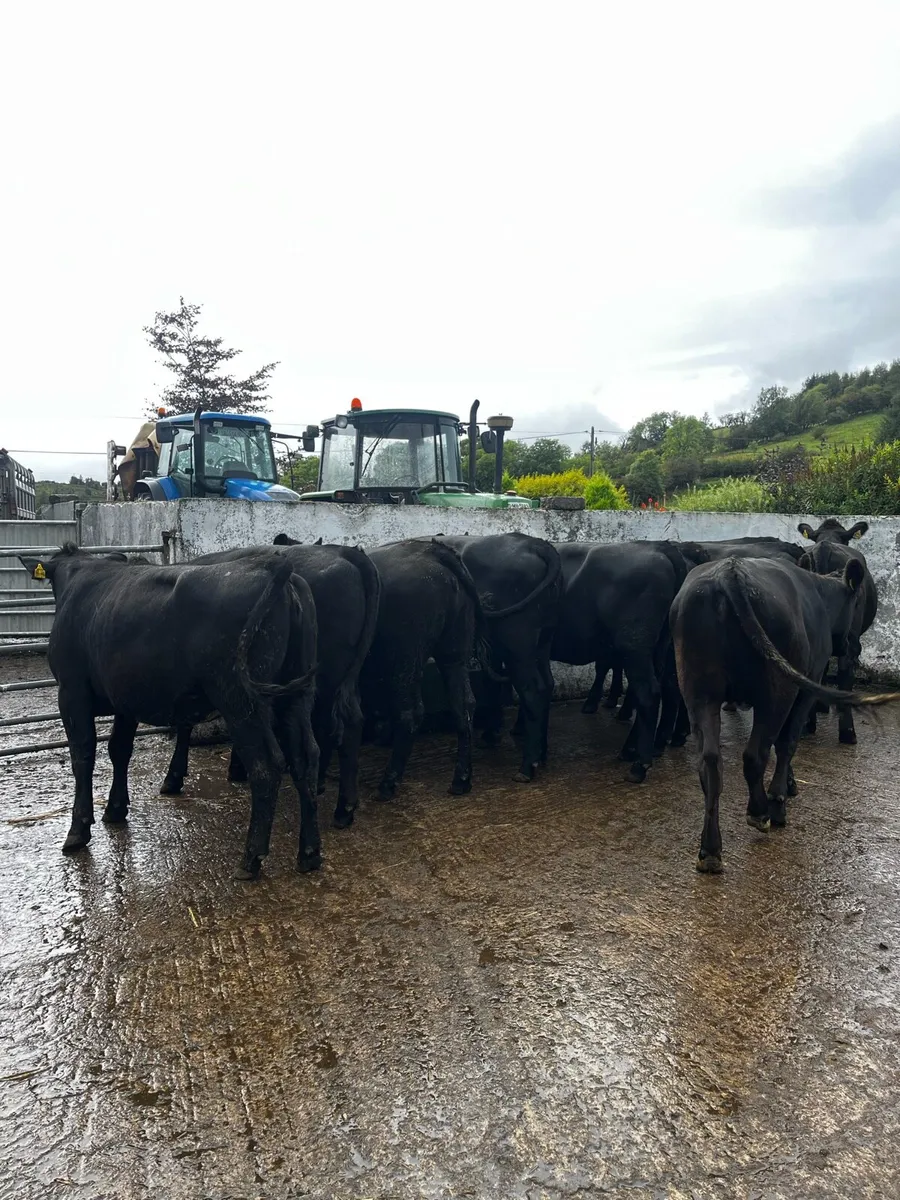 Angus heifers - Image 3