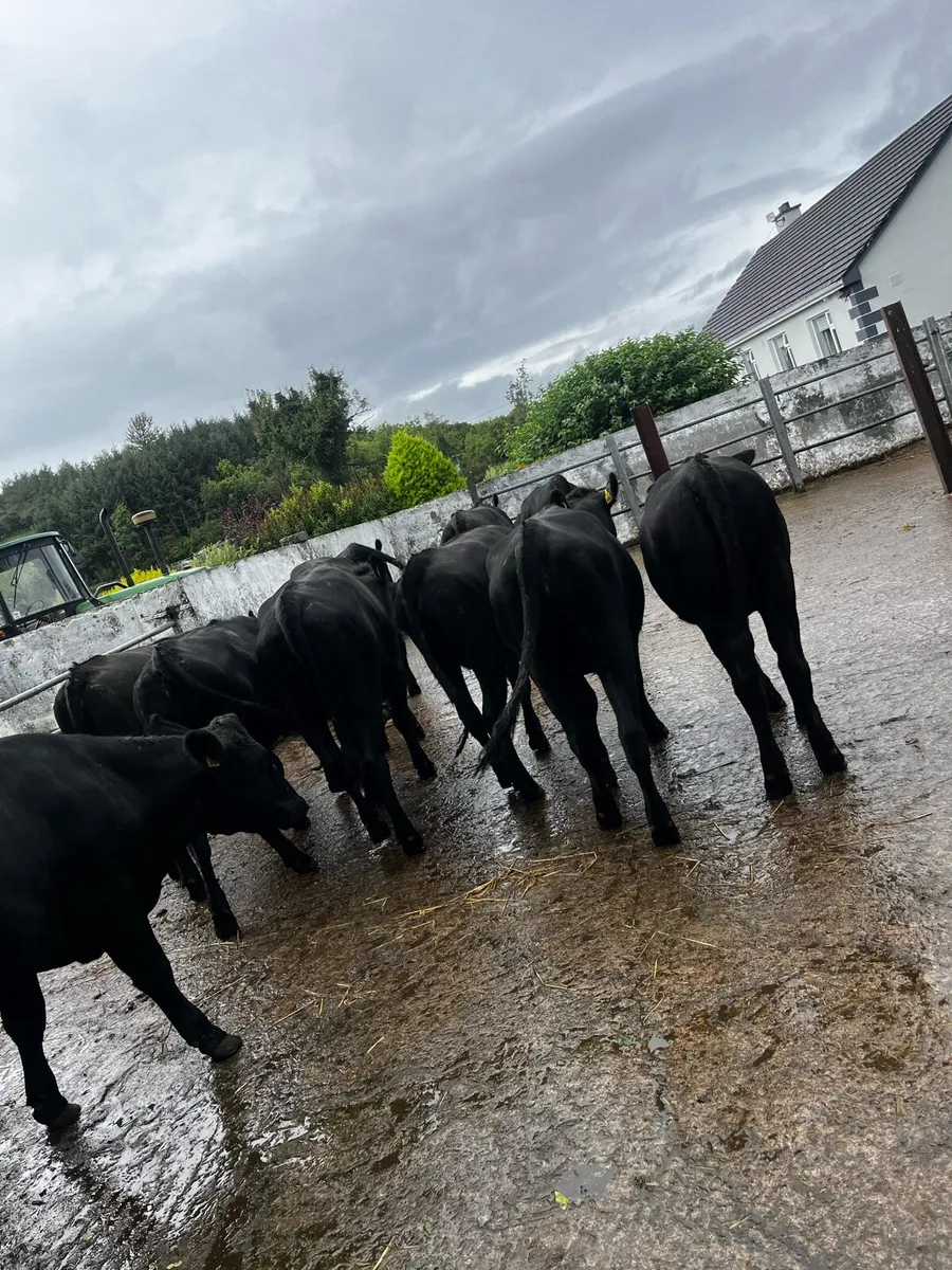 Angus heifers - Image 4