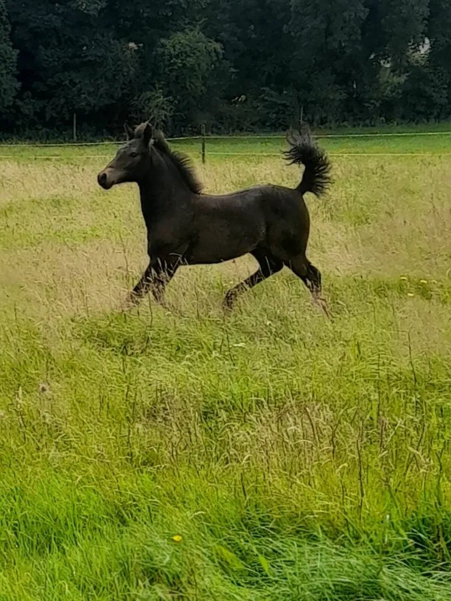 Connemara Colt Foal - Image 2