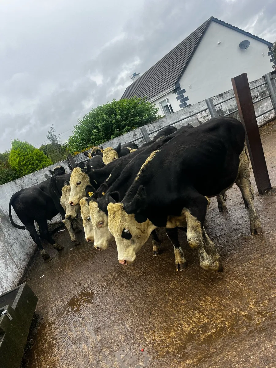 10 Herefords - Image 1