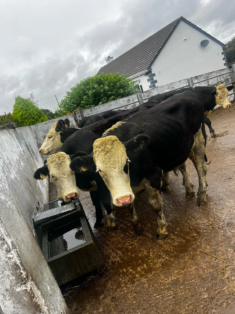 10 Herefords - Image 2