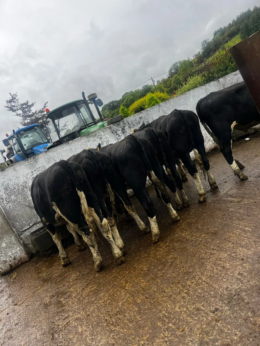 10 Herefords - Image 4