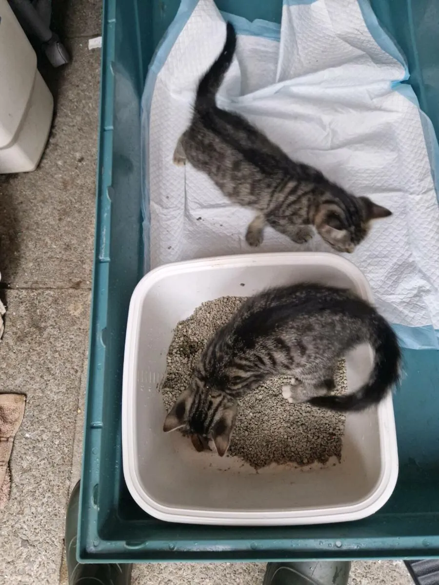 Kittens - Image 1