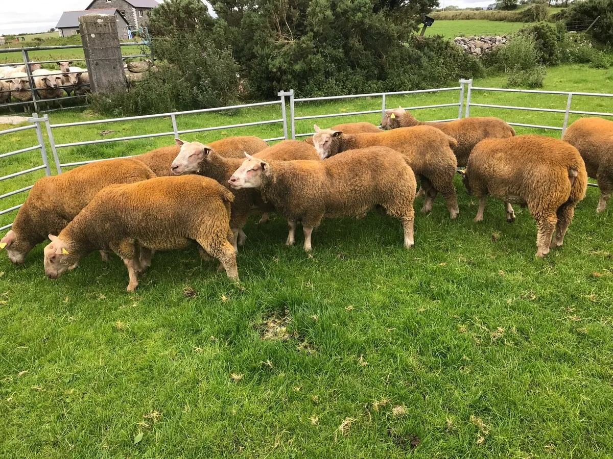 PEDIGREE STAR CHAROLLAIS RAM LAMBS - Image 1