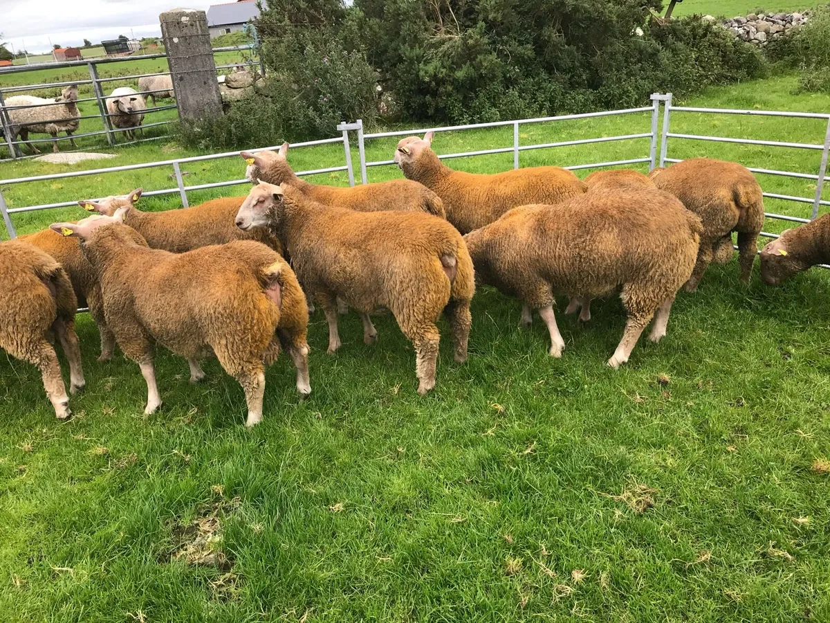 PEDIGREE STAR CHAROLLAIS RAM LAMBS - Image 2