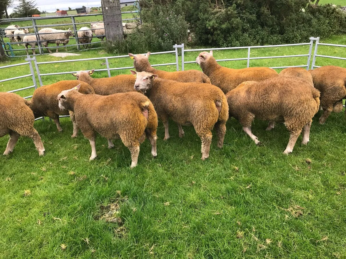 PEDIGREE STAR CHAROLLAIS RAM LAMBS - Image 3