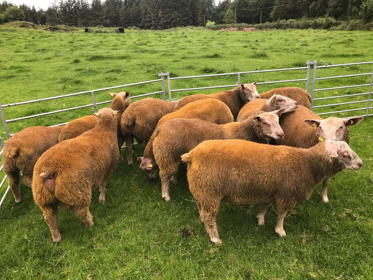PEDIGREE STAR CHAROLLAIS RAM LAMBS - Image 4