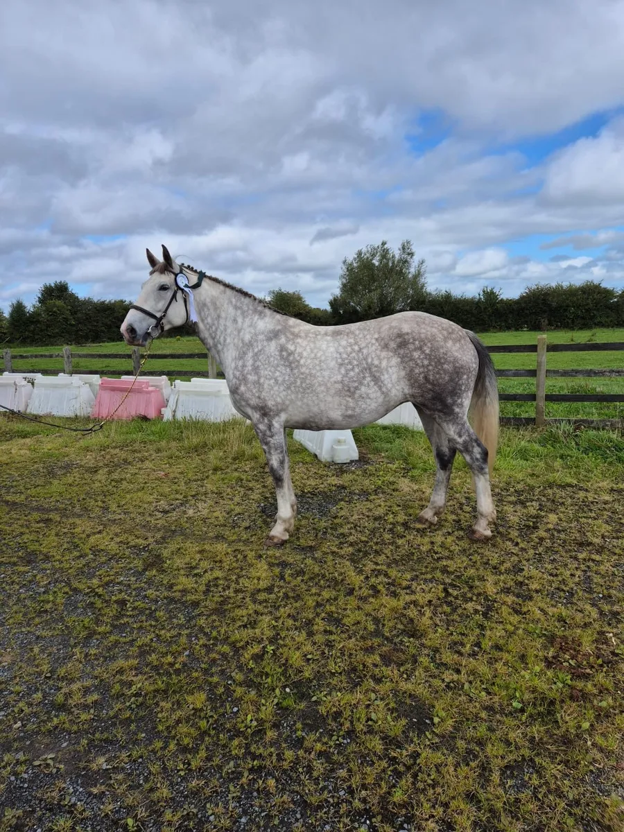 RID filly foal - Image 2