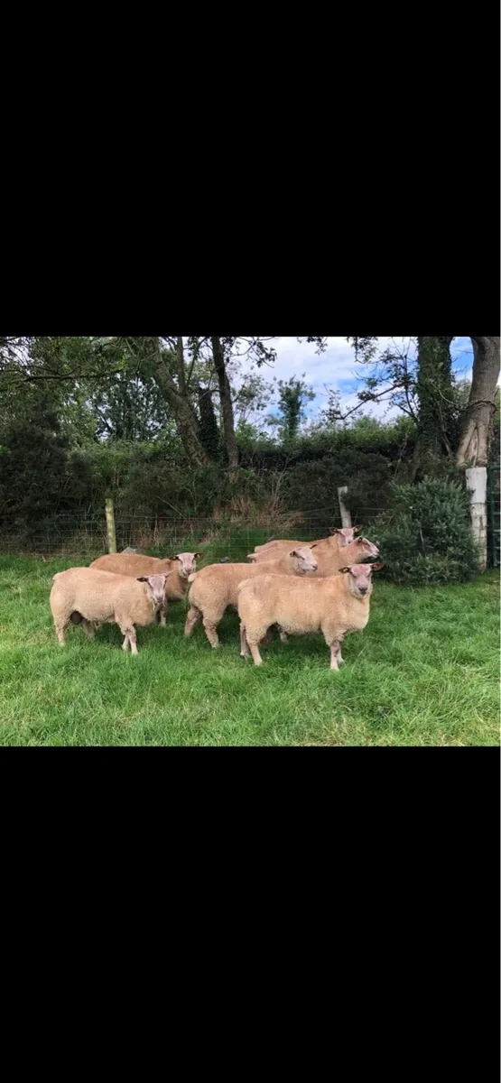 Pedigree Charollais Rams - Image 1