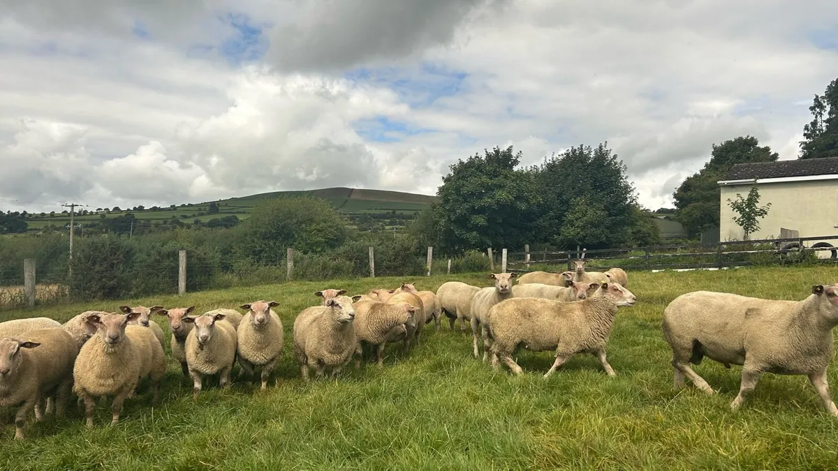 Pedigree Charollais Rams - Image 2