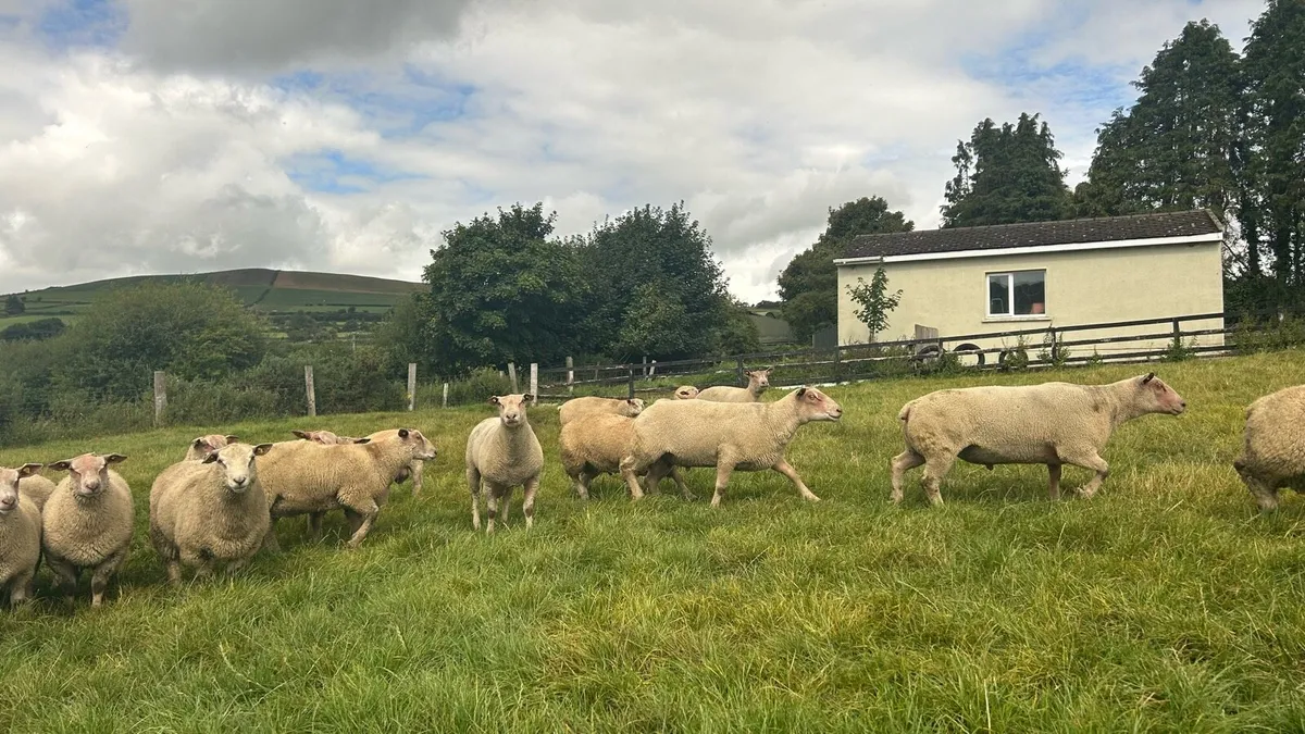 Pedigree Charollais Rams - Image 3