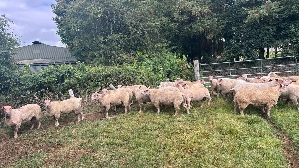 Pedigree Charollais Rams - Image 4