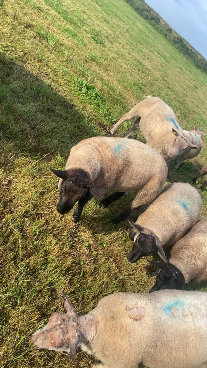 Suffolk hogget ram - Image 1